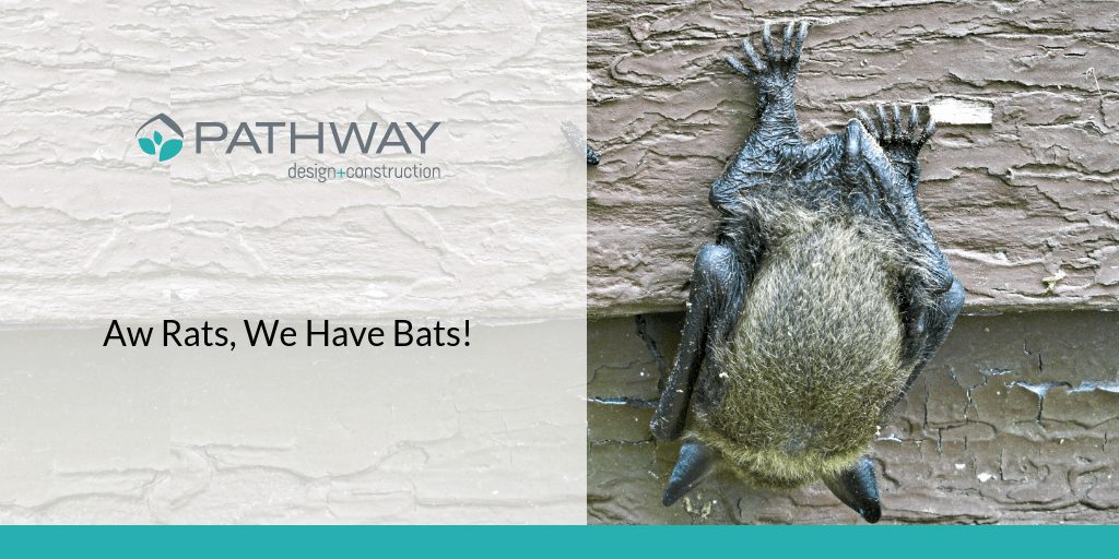 Aw Rats, We Have Bats!